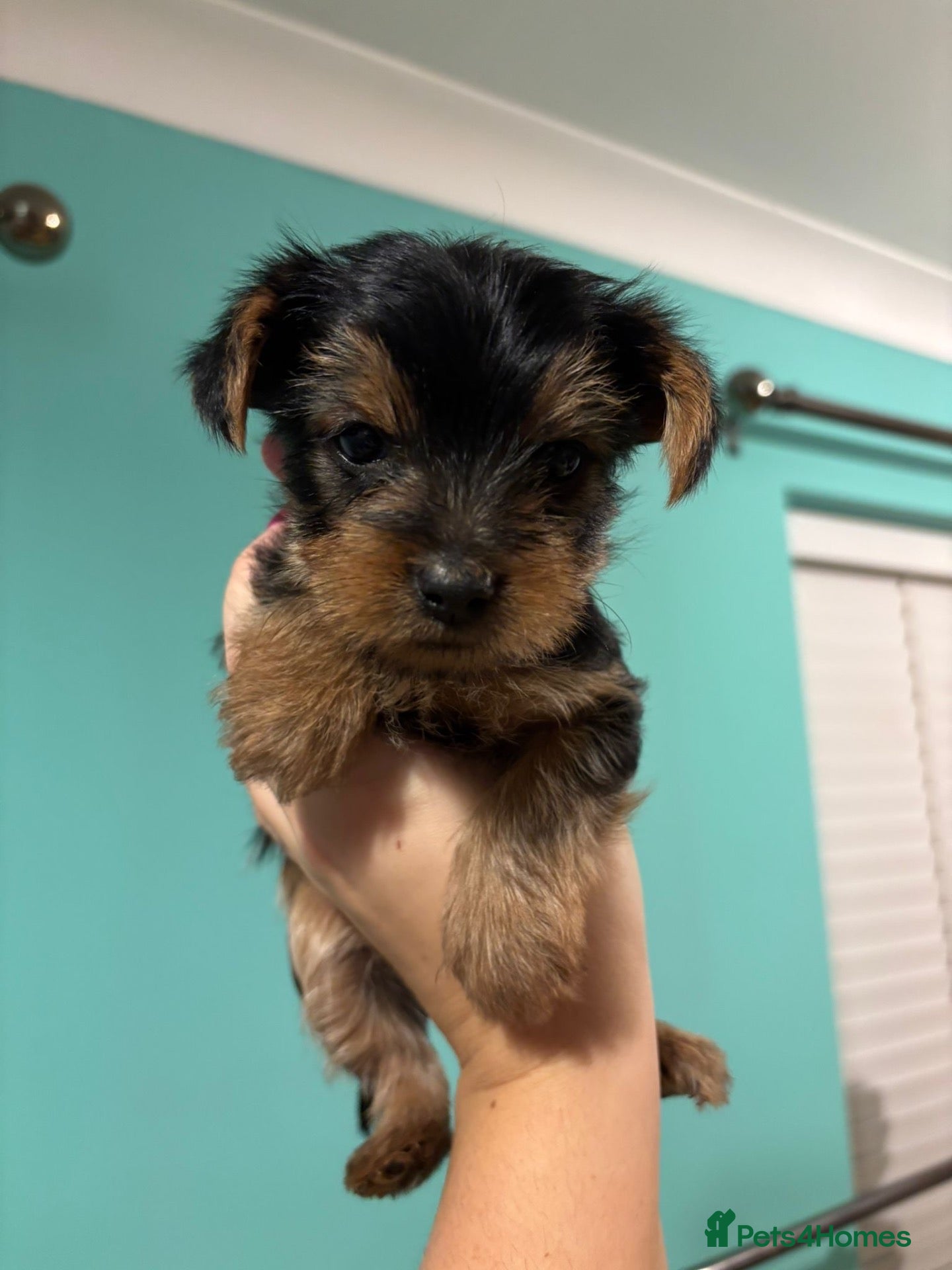 Yorkshire Terrier dogs 1 Beautiful boy minature yorkshire terrier💙 - Advert 8