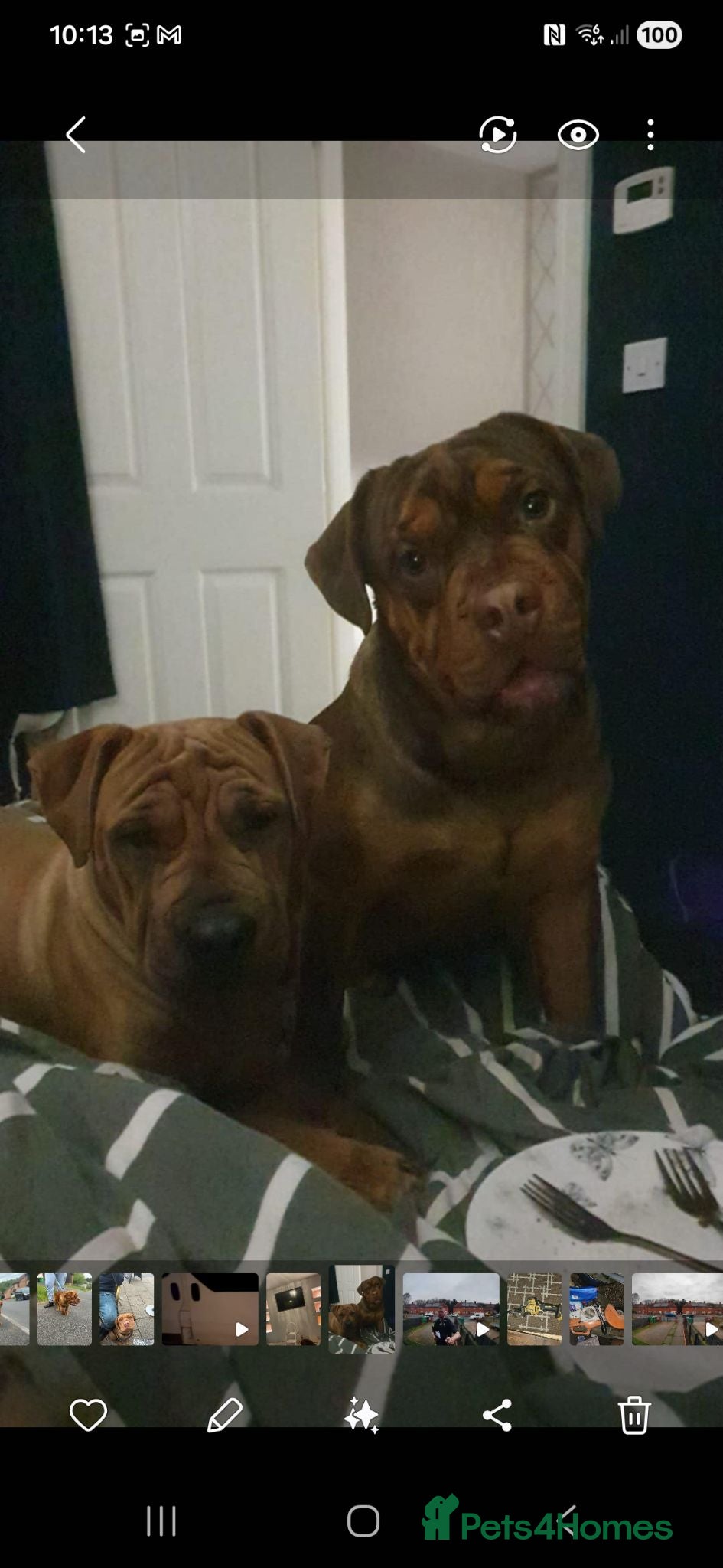Mixed Breed dogs Olde tyme bulldog with shar pai  - Advert 2