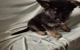 German Shepherd dogs for sale: *Ready Now* Pure Bred German Shepherd Pups - Image 5