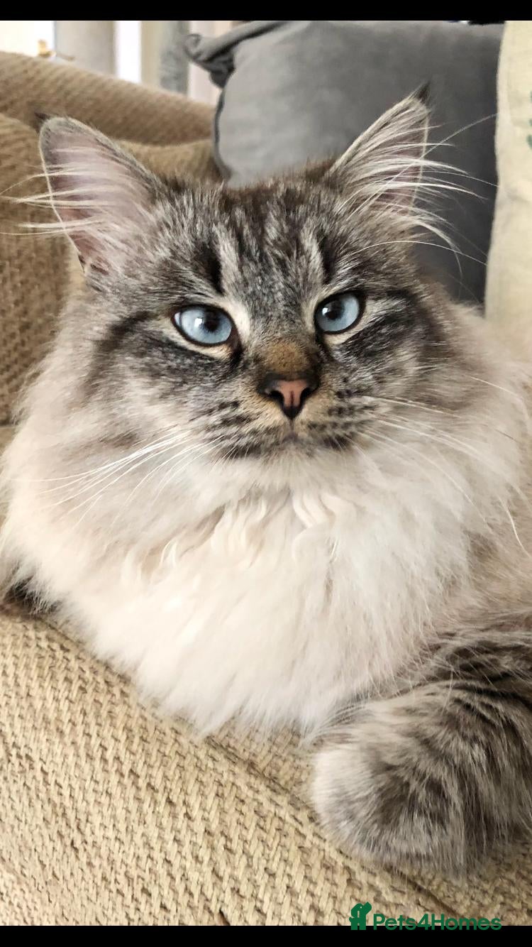 Siberian cats Seal-Point Siberian Male - Advert 7