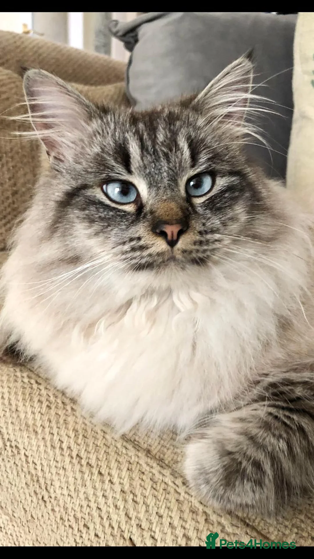 Siberian cats for sale: Seal-Point Siberian Male - Advert 1