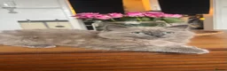 Ragdoll cats for sale: Ragdoll x mink tonkinese kittens  - Advert 3