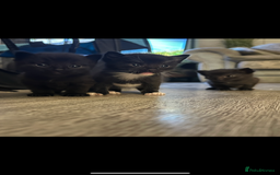 Ragdoll cats for sale: Beautiful Ragdoll mixed kittens for sale - Image 1