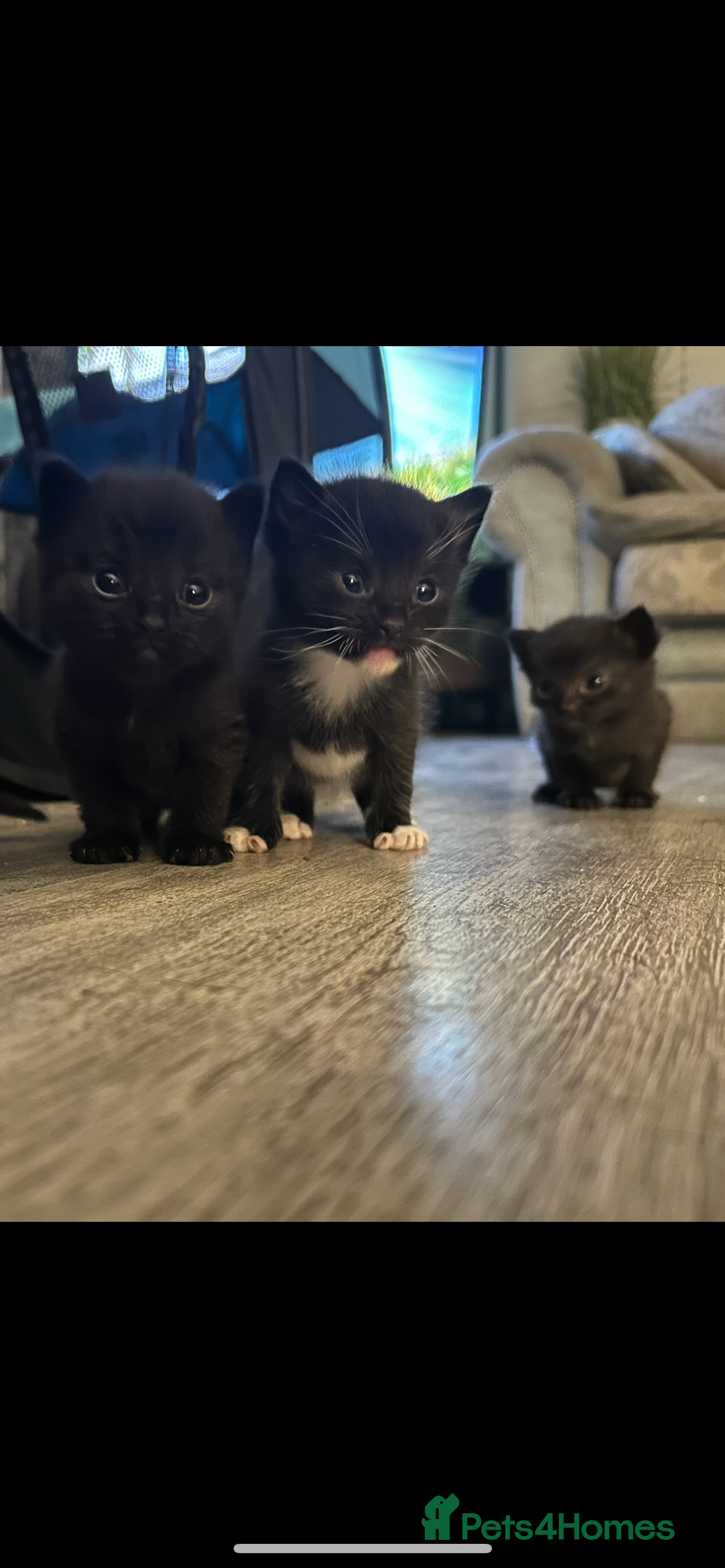 Ragdoll cats for sale: Beautiful Ragdoll mixed kittens for sale - Image 1