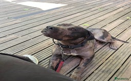 Cane Corso dogs for sale: 2 year old Cane corso - Image 1
