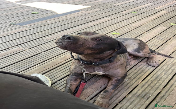 Cane Corso dogs for sale - Advert 1