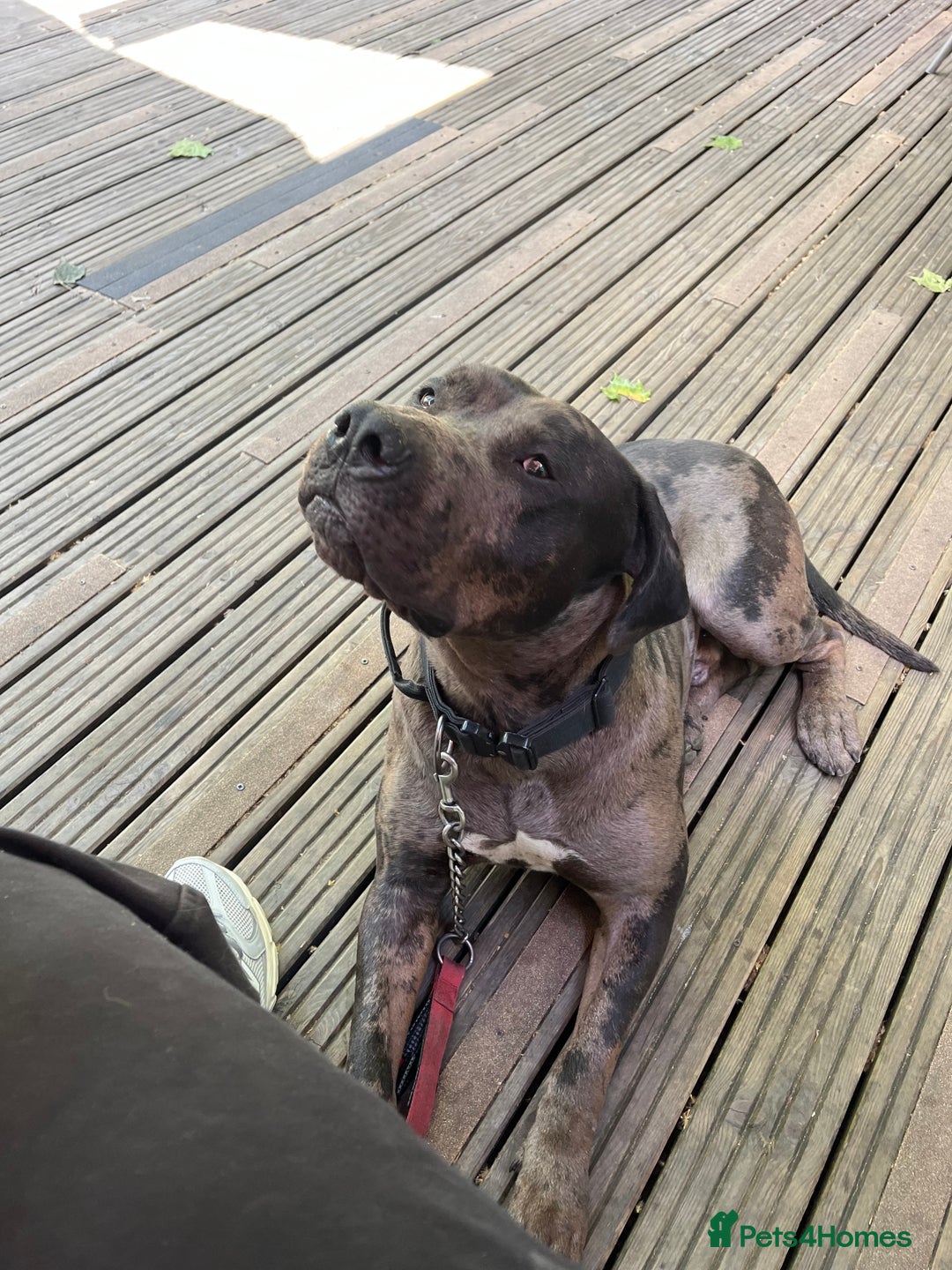 Cane Corso dogs for sale: 2 year old Cane corso - Image 1