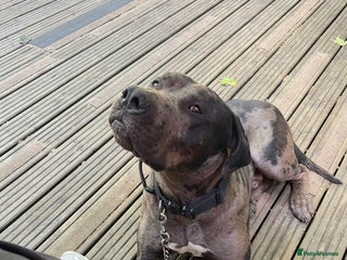 Cane Corso dogs - Advert 24