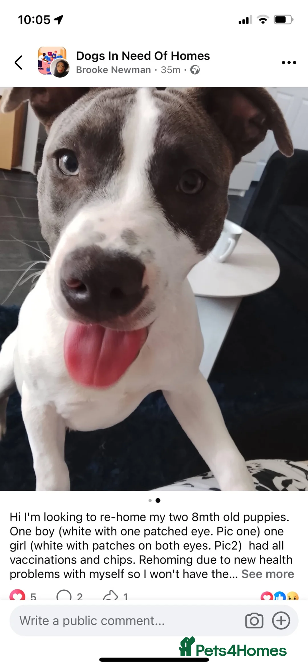 Mixed Breed dogs for sale: 8 month old female American bulldog x staffy  in Cheltenham - Advert 5