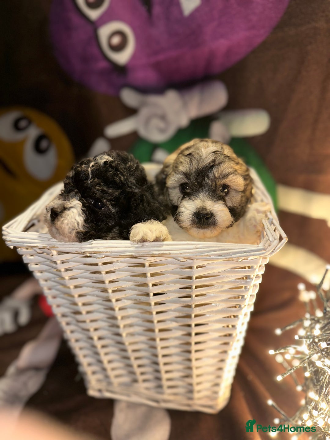 Cavapoo dogs for sale: Beautiful Rare F1b Cavapoos  - Advert 2