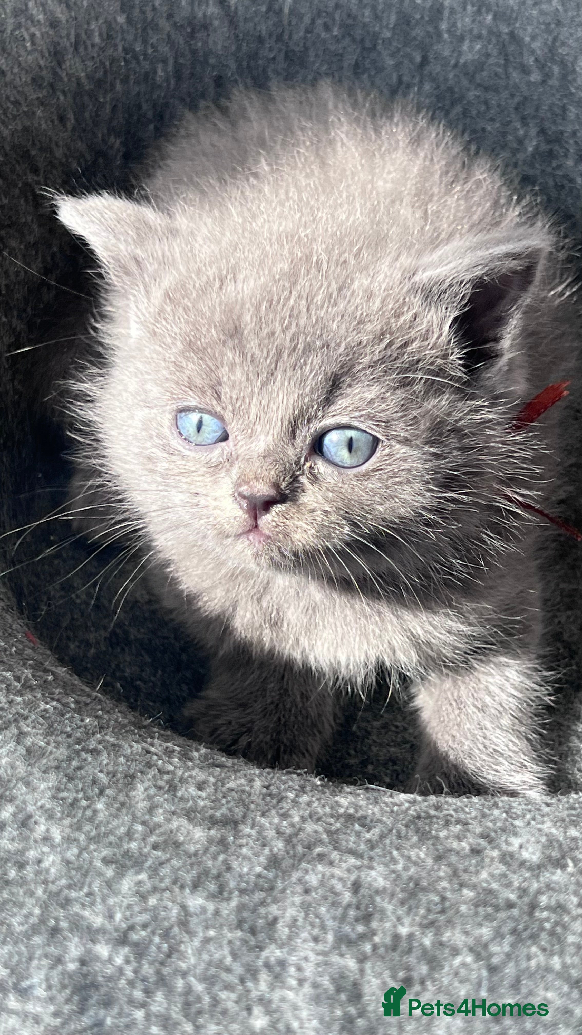 Mixed Breed cats Rare Blue-Eyed Fluffy Kittens – BSH x Ragdoll - Advert 2