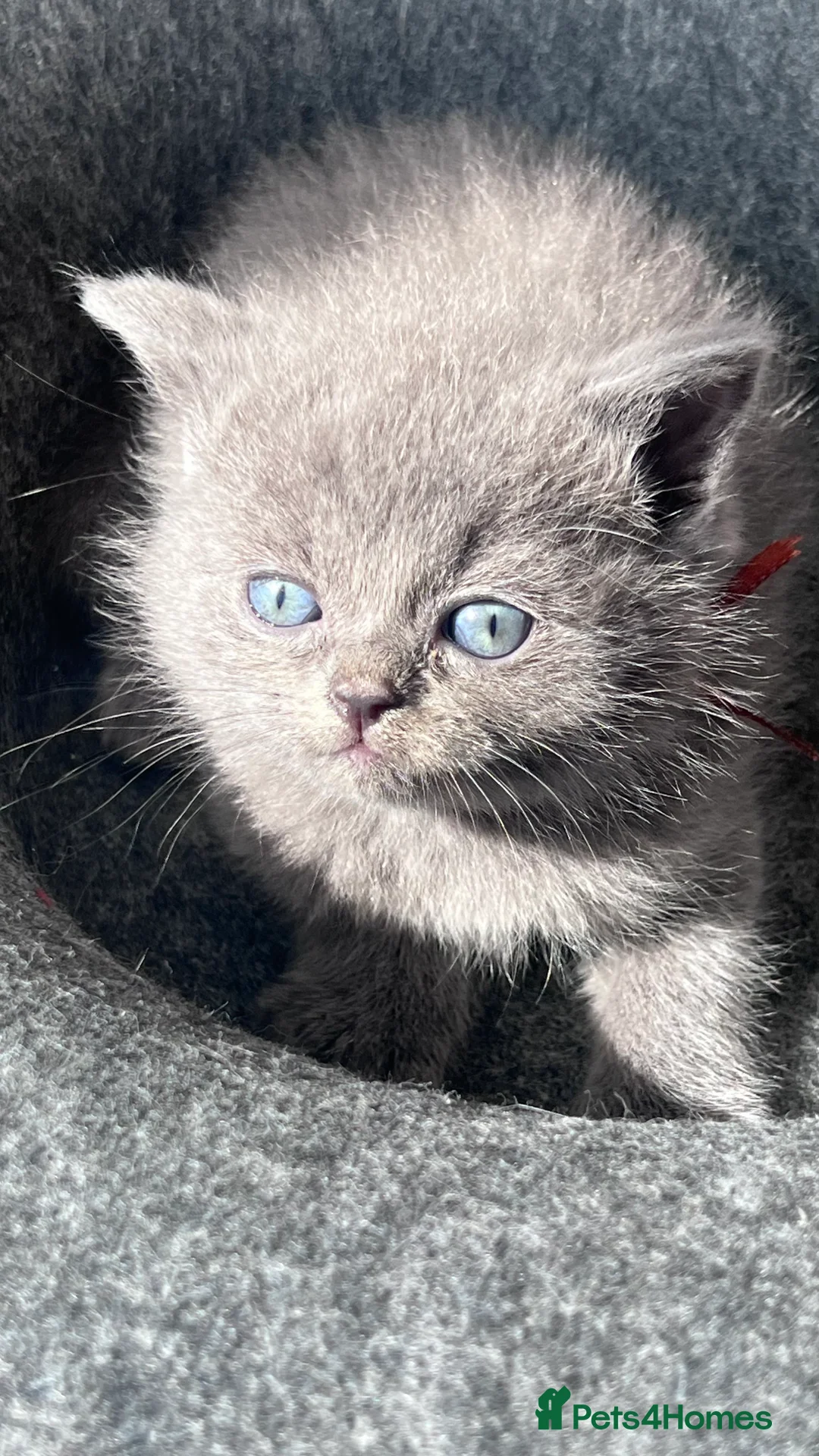 Mixed Breed cats for sale: Rare Blue-Eyed Fluffy Kittens – BSH x Ragdoll in Bradford - Advert 2