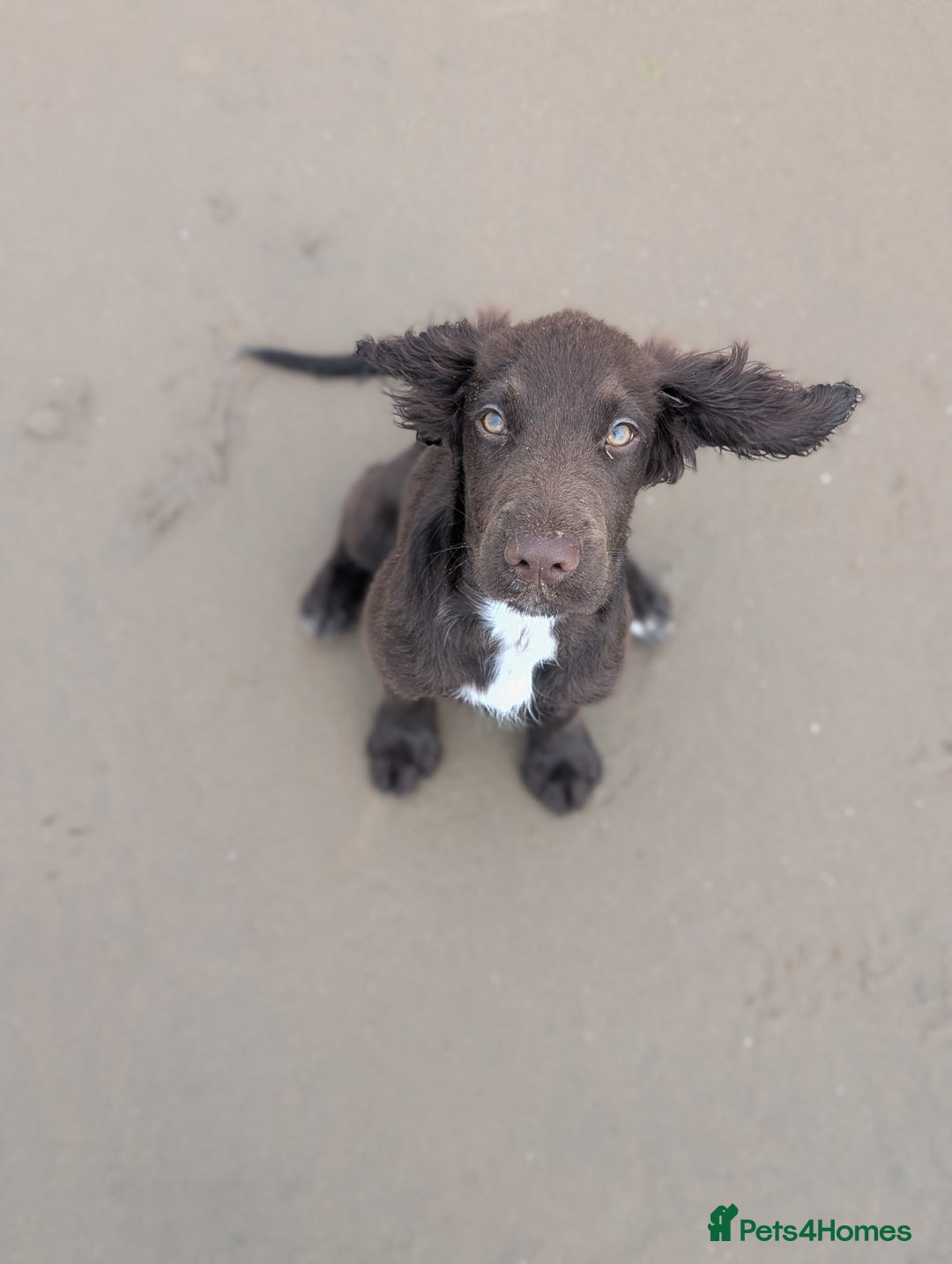 Sprocker dogs for sale: Male sprocker for sale £400 - Advert 8