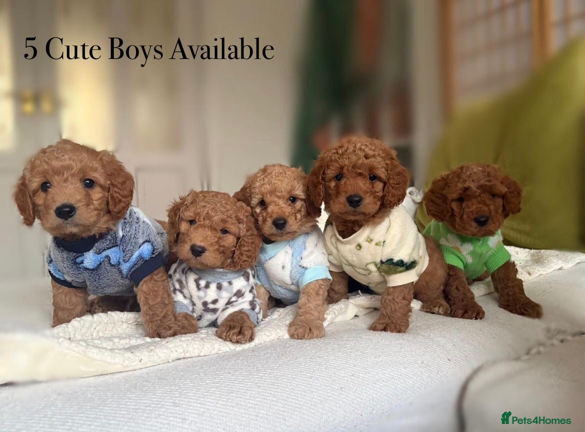 Cavapoo dogs 🌷🐾5 Cavapoo mixed with toy poodle puppies🐶 - Advert 1