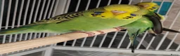 Budgerigars birds for sale: Beautiful Baby Budgies available  - Advert 3