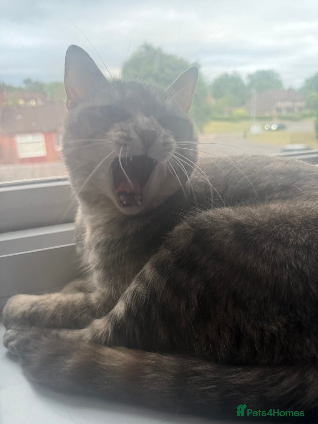 Domestic Shorthair cats for sale: Gorgeous grey tabby female. - Image 3