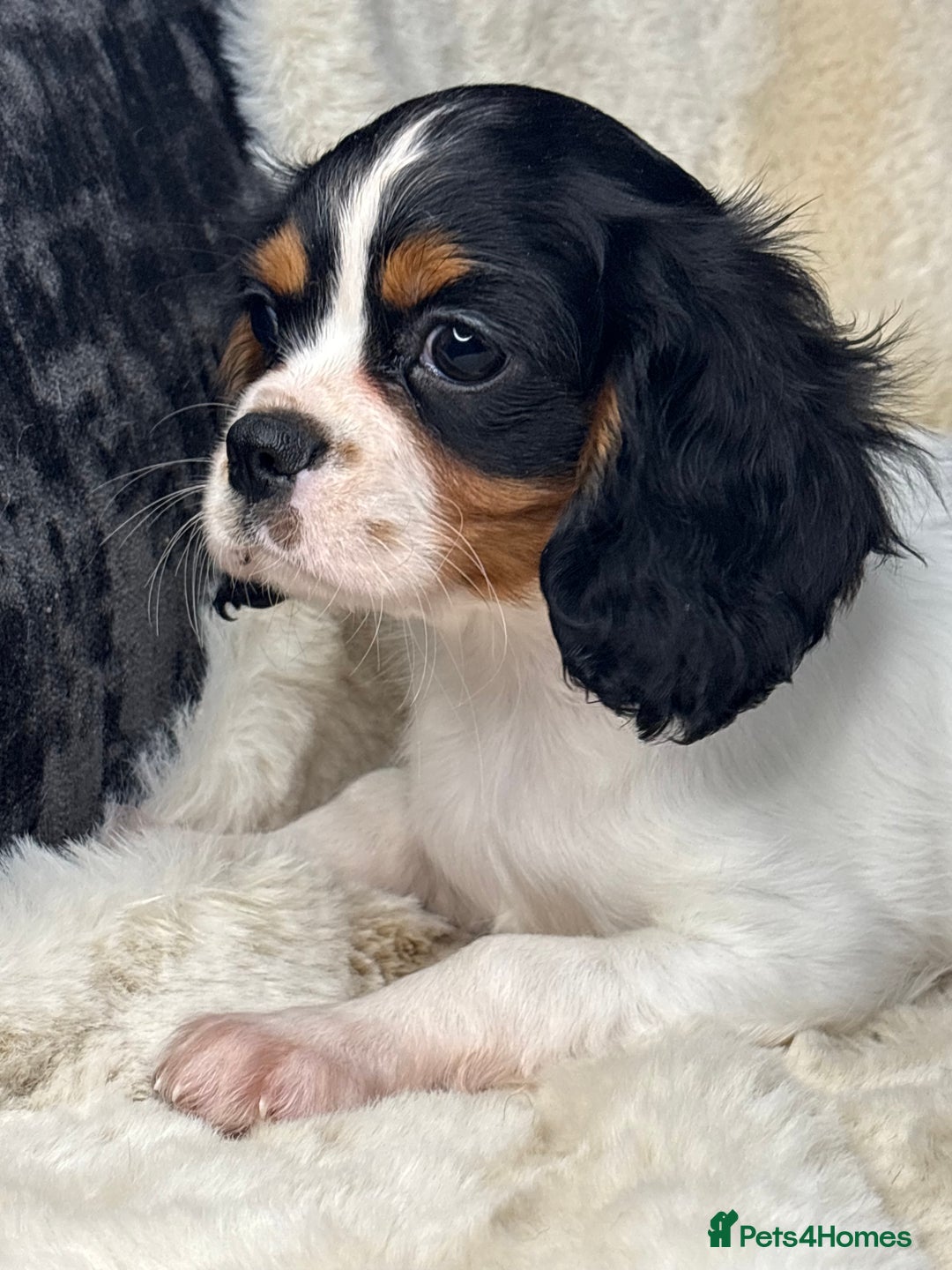 Cavalier King Charles Spaniel dogs for sale: Health tested cavalier puppies  - Advert 9