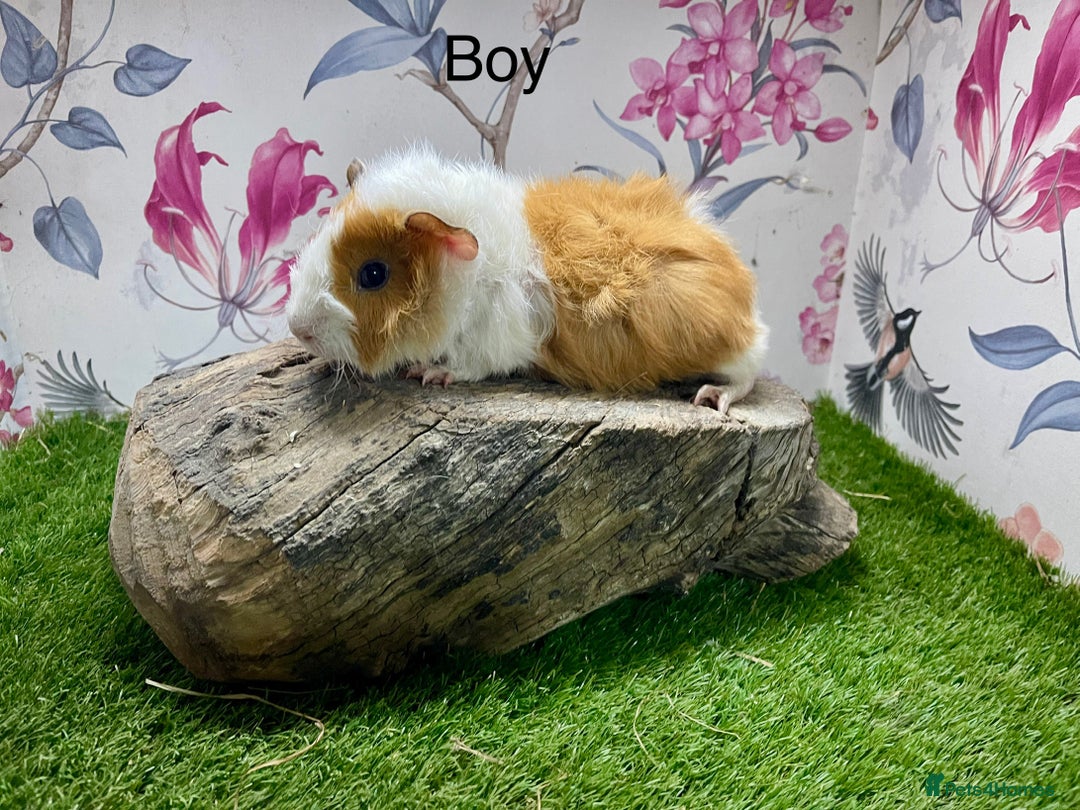 Guinea Pig rodents for sale: Female and male guinea pigs  - Advert 10