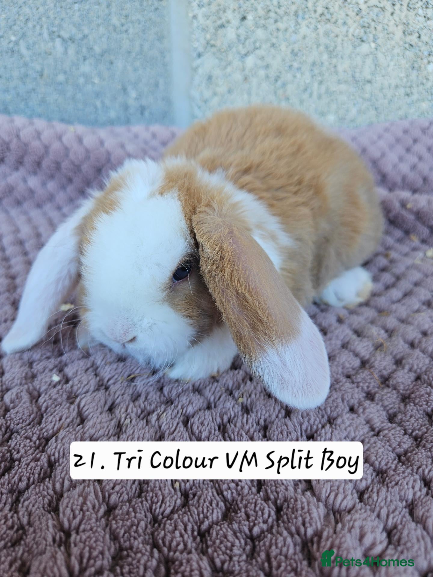 French Lop rabbits 🐻 Ad 2 PUREBRED MINI PLUSH LOPS 💕 - Advert 1