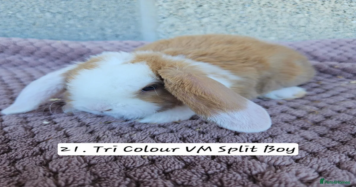 Lop Rabbits for Sale for sale | Pets4Homes