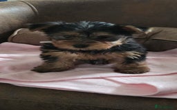 Yorkshire Terrier dogs for sale: 1 boy and 3 girl  Yorkshire terrier puppies  - Image 4