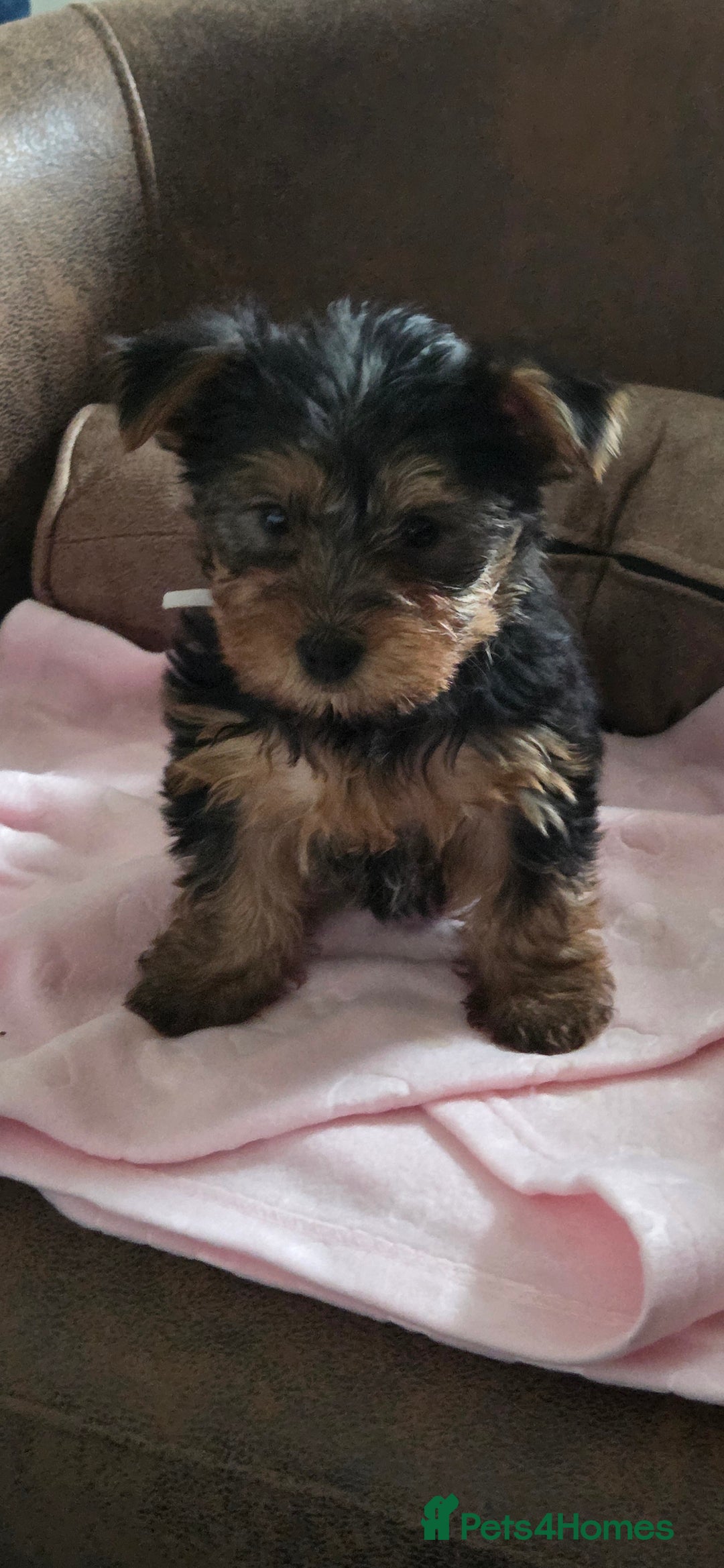 Yorkshire Terrier dogs for sale: 1 boy and 3 girl  Yorkshire terrier puppies  - Image 4