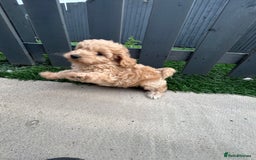 Cockapoo dogs for sale: Beautiful small  cockapoo puppies  - Image 16