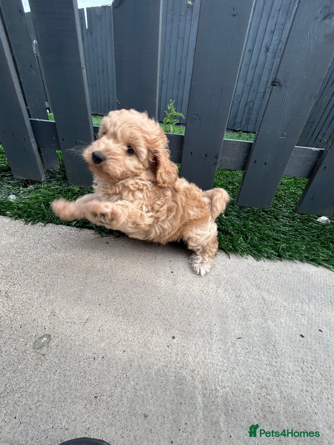 Cockapoo dogs for sale: Beautiful small  cockapoo puppies  - Image 16