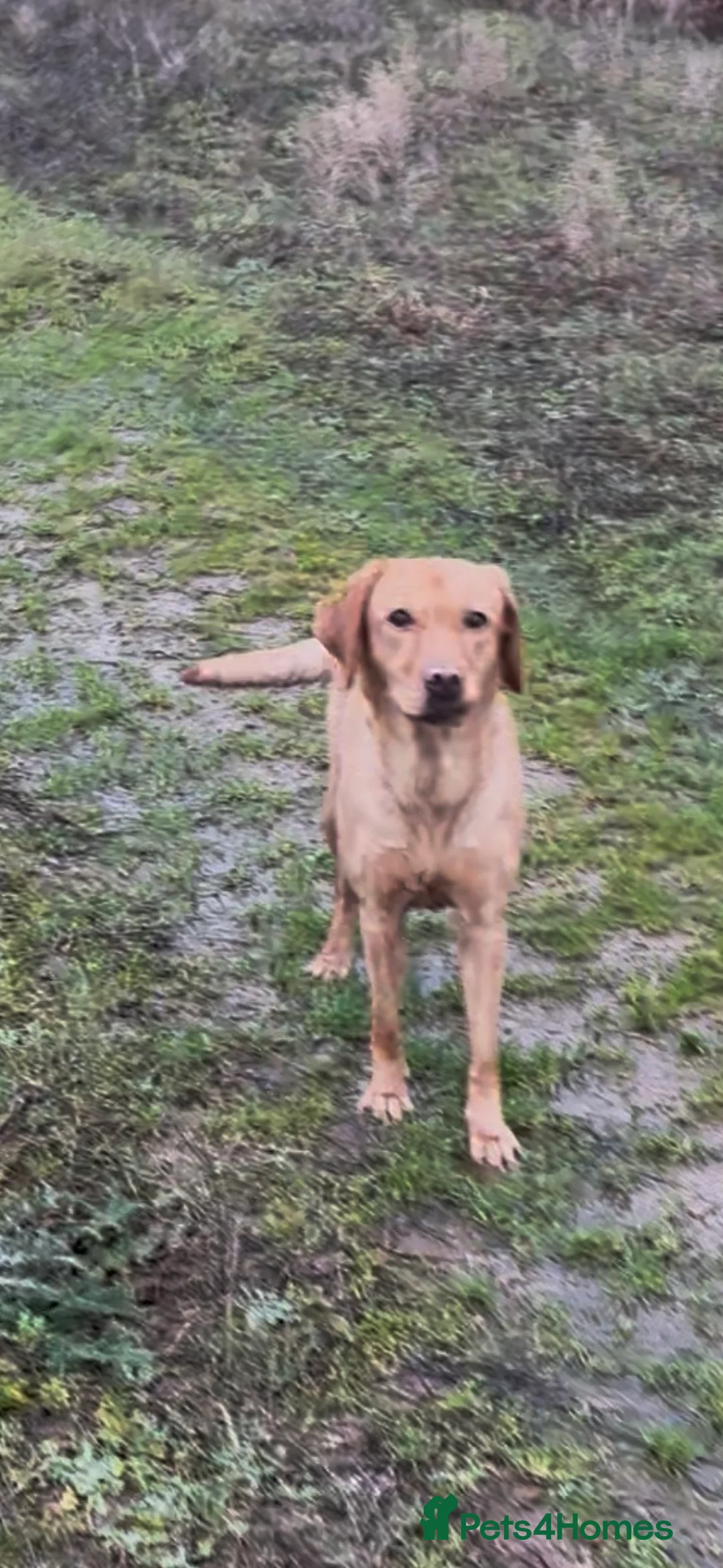 Labrador Retriever dogs for sale: Rox red Labrador  - Advert 4
