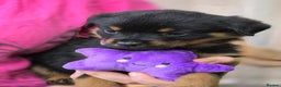 Rottweiler dogs for sale: Rottweiler puppies  - Advert 12