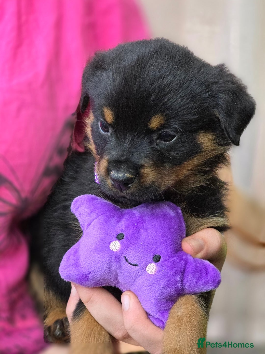 Rottweiler dogs for sale: Rottweiler puppies  - Image 12