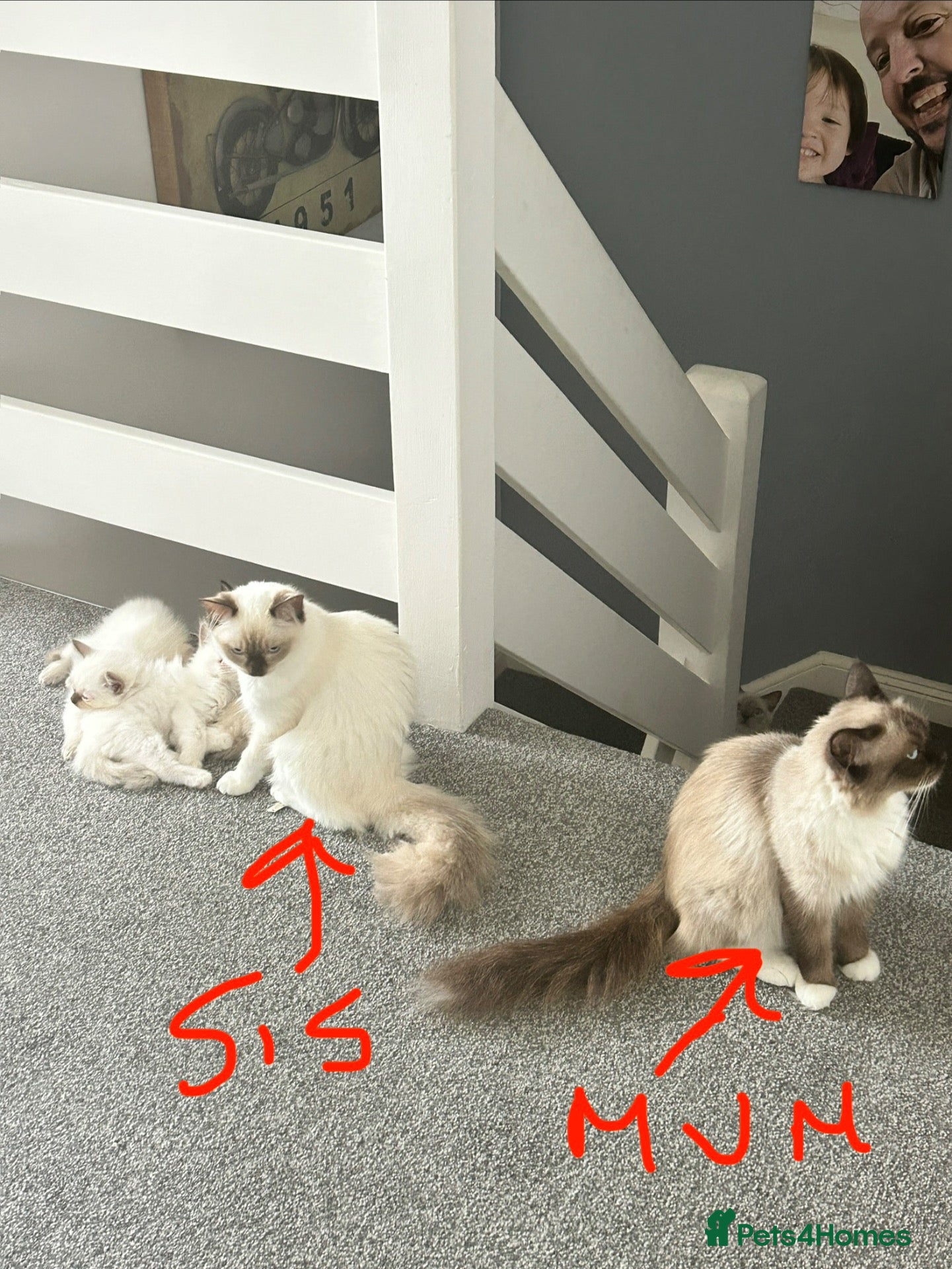 Ragdoll cats 3 Purebred Males - Advert 5