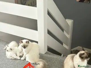 Ragdoll cats 3 Purebred Males - Advert 4