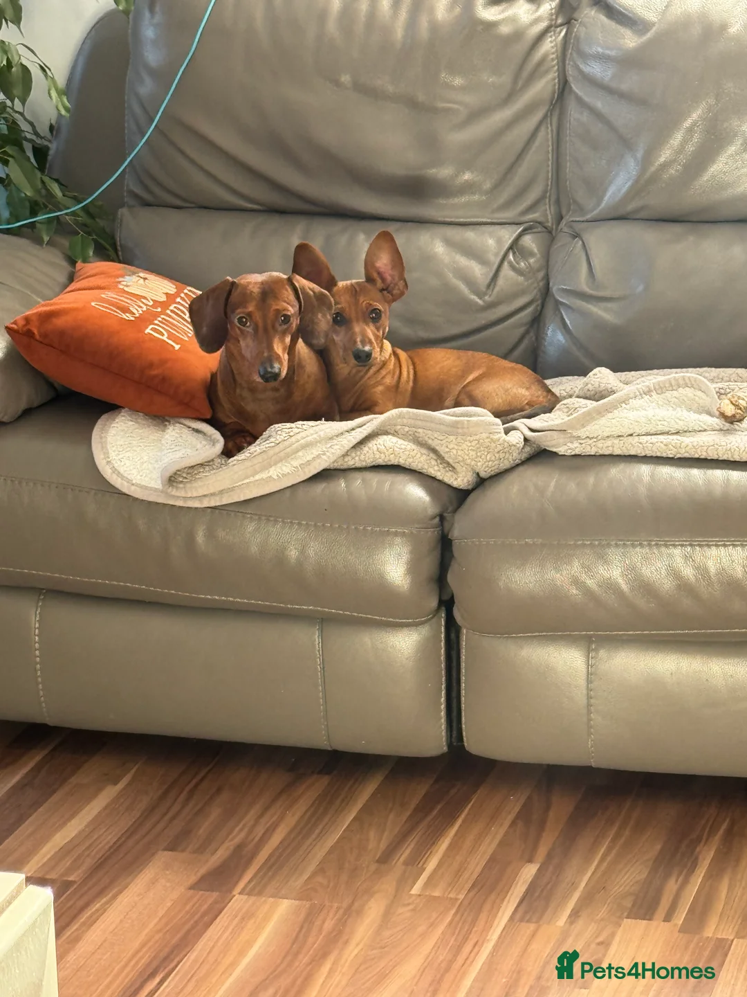 Mixed Breed dogs for sale: I am Frankie, I am 8 months old  - Advert 4