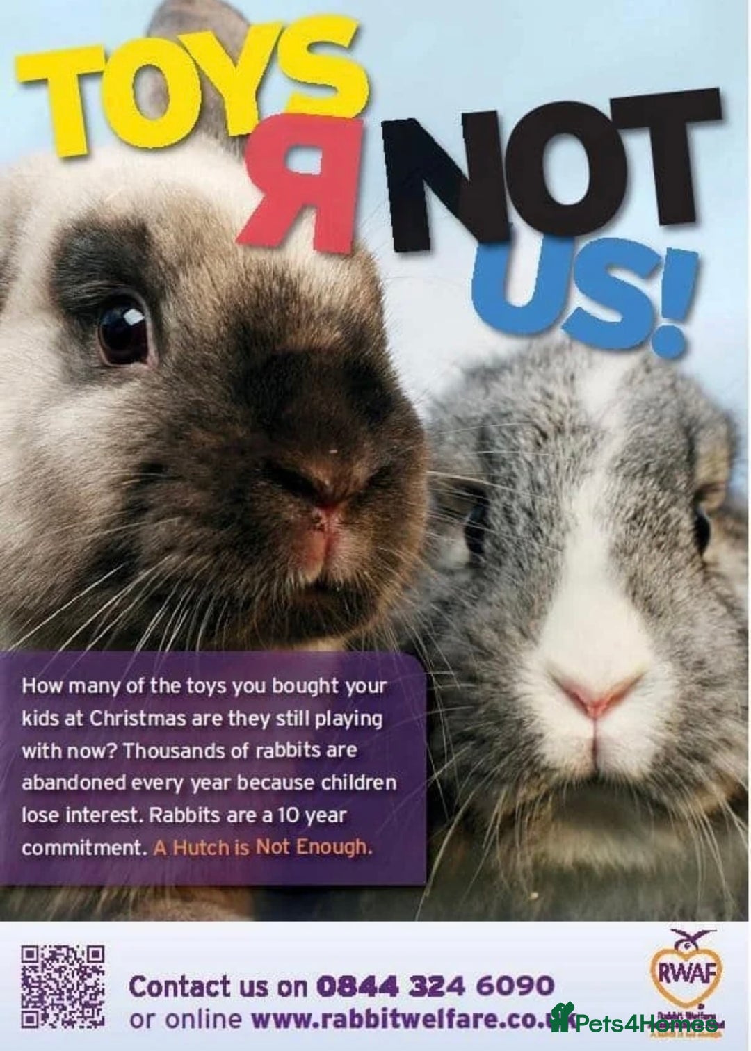 Mini Lop rabbits for sale: Bonded Mini Lop Harlequin Pair. Sold Together Only - Advert 26