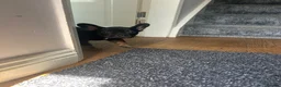 French Bulldog dogs for sale: Last fluffy carrying French bulldog girl - Advert 7