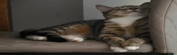 Mixed Breed cats for sale: Gorgeous 10 month old female tabby in Leeds - Advert 3