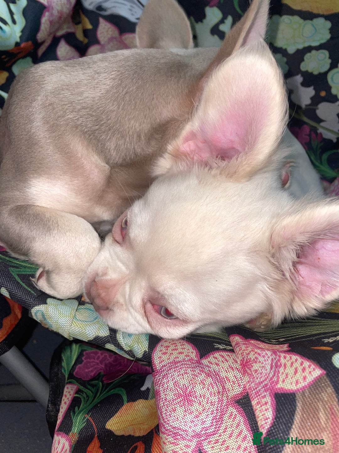 French Bulldog dogs for sale: 🐾 7 of the most Loving French Bulldogs 🐾🐶🩷 - Image 6