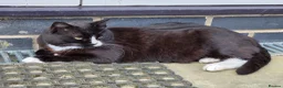Mixed Breed cats for sale: Lovely 4Yr-Old Tuxedo Cat – Neutered & Microchip'd in Sheffield - Advert 3