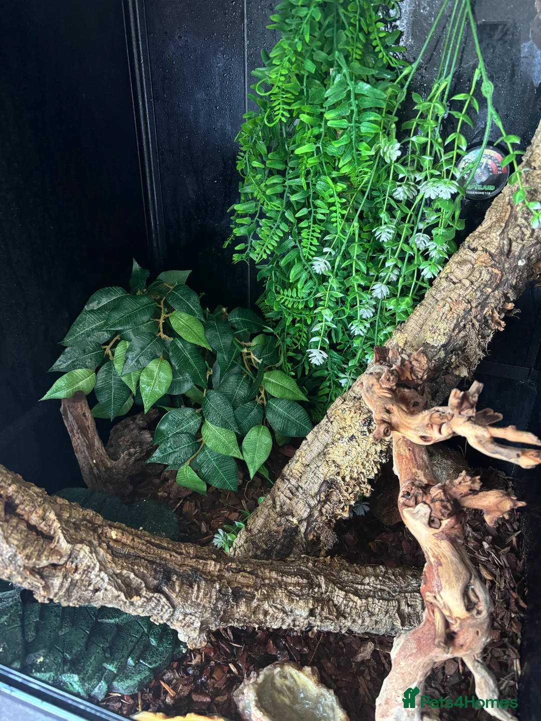 Gecko reptiles for sale: crested lily white gecko in Kettering - Advert 2