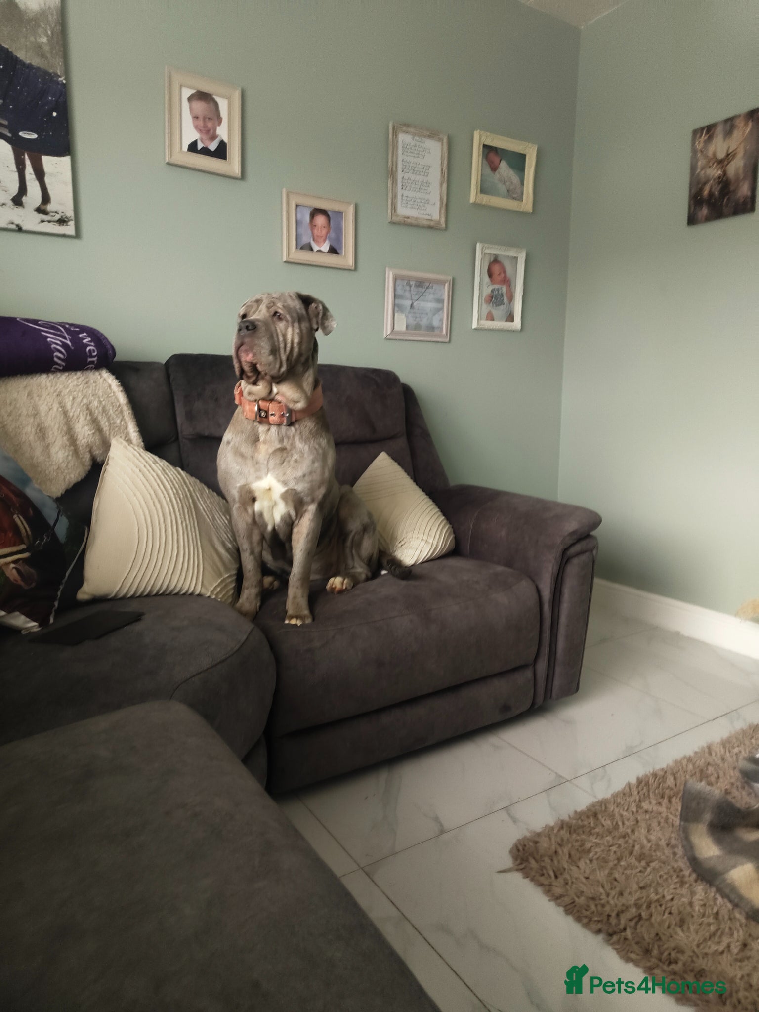 Mixed Breed dogs  Neapolitan Mastiff x Cane Corso Female Puppies  - Advert 5