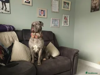 Mixed Breed dogs Neapolitan Mastiff x Cane Corso Female Puppies - Advert 1