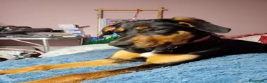 Mixed Breed Puppy 1