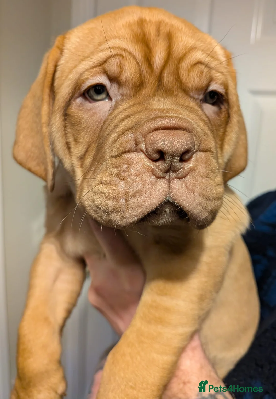 Dogue De Bordeaux dogs for sale: Pedigree chunky pups ready on Tuesday  - Advert 9