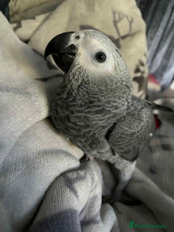 Parrots birds - Advert 1
