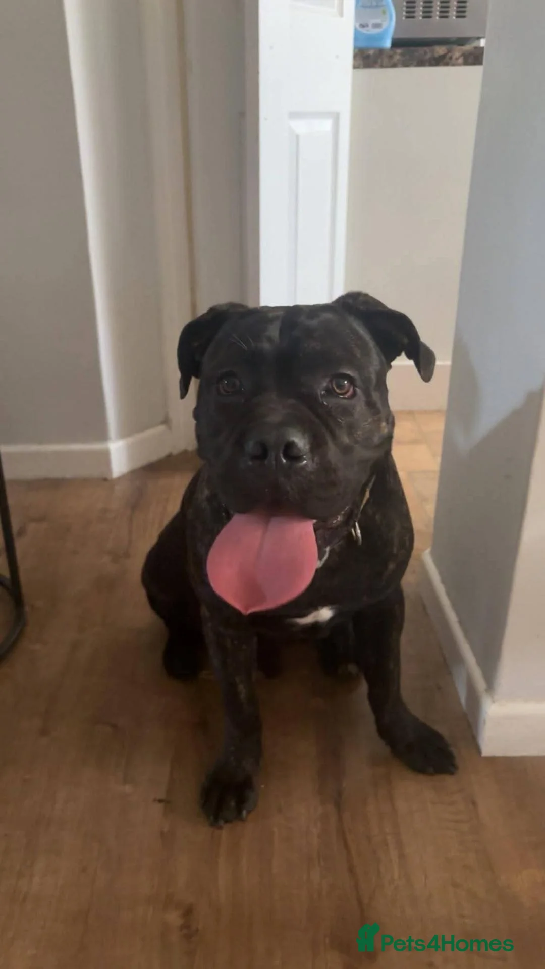 Cane Corso dogs for sale: Thor the cane corso - Advert 2