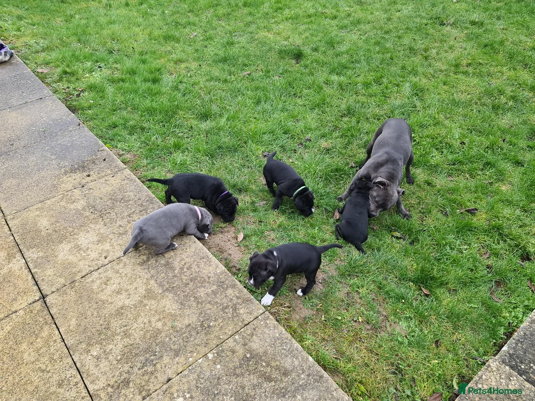 Staffordshire Bull Terrier dogs for sale: Stunning Staffordshire Bull Terrier Puppies - Advert 8