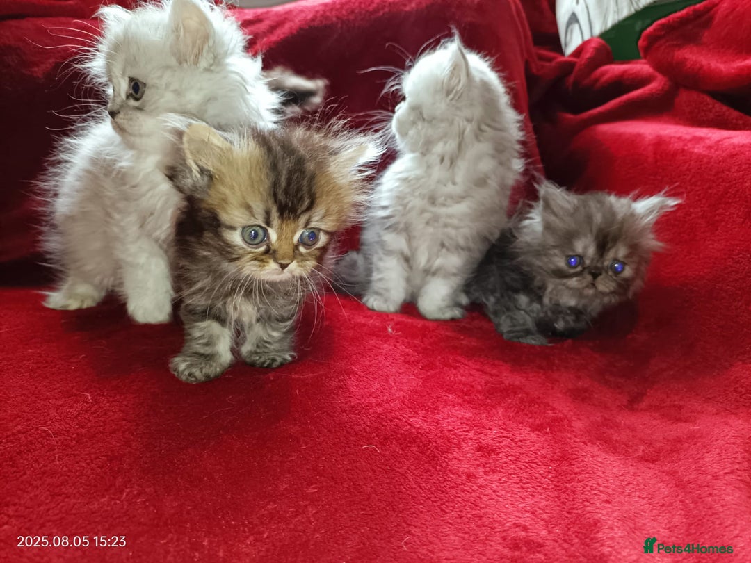 Persian cats for sale: Amazing Persian kittens  - Image 15