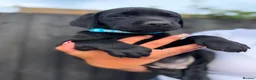 Labrador Retriever dogs for sale: Stunning Pedigree Black Labrador Puppies - Advert 12