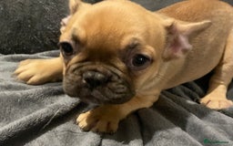 French Bulldog dogs for sale: Pedigree  French bulldogs ready to leave  - Image 12